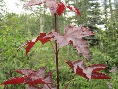 Prairie Splendor Norway Maple