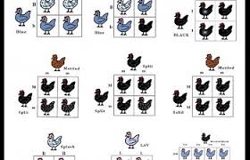 Poultry Genetics Egg Color Feathering Inbreeding Etc
