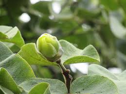 Image result for Thespesia garckeana