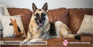 According to scientists, the average lifespan of those dogs is about 2 to 3 months. Squamous Cell Carcinoma The National Canine Cancer Foundation