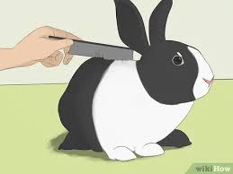 If the bunny is very messy, you may have to change the water and repeat this procedure a few times until the water is clean when bunny is lifted out of the bath. 3 Ways To Bathe Your Pet Rabbit Wikihow