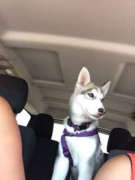 Katsu What A Beauty Cute Animals Siberian Husky Husky