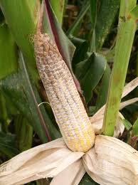 The number and size of the ears can differ considerably from cultivar to cultivar. Diplodia Ear Rot Of Corn Crop Protection Network