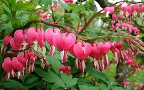 Download Bleeding Heart Wonderful Flowers Rare Flowers Flowers Flower Pots