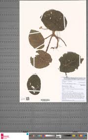 Image result for Begonia lacunosa