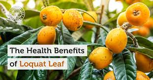 Different organs of loquat have been used historically as folk medicines and this has been recorded in chinese history for thousands of years. The Health Benefits Of Loquat Leaf