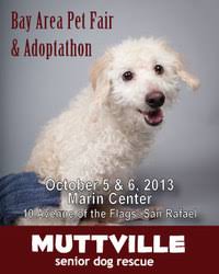 For more information and pictures and. Bay Area Pet Fair And Adopt A Thon Muttville