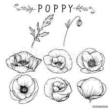 The drawing also includes a bud with the red star. Sketch Floral Botany Collection Poppy Flower Drawings Black And White With Line Art On White Backgrounds H Poppy Flower Drawing Flower Drawing Poppy Drawing