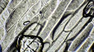 Maybe you would like to learn more about one of these? Onion Cells Under A Microscope 400x 1000x Youtube