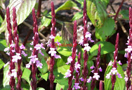 Image result for Striga gesnerioides