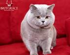British Shorthair Cat Breed Information, Pictures ...