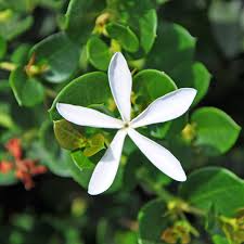 Image result for Marsilea macrocarpa