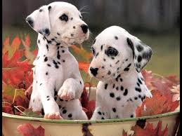The cavapoo was designed in australia in the late 1990s and was bred to be a small dog that is. Dalmatian Puppies Dogs For Sale In Charlotte North Carolina Nc Greensboro Lexington Cary Youtube