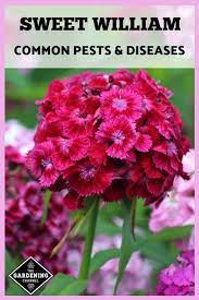 Sweet William Pests And Diseases Gardening Channel Sweet William Sweet William Flowers Organic Raised Garden Beds