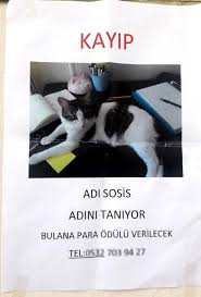Kaybolan Kedi Icin Kayip Ilani Haberler Com Guncel