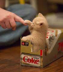 صور قطط باقة مختارة من أروع و أجمل القطط مع خلفيات Hd Kittens Cutest Cute Animals Cats