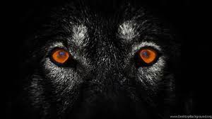 O Lone Wolf Facebook Hd Wallpapers Nu Desktop Background Search free lone wolf wallpapers on zedge and personalize your phone to suit you. o lone wolf facebook hd wallpapers nu