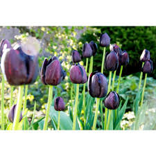 Save on ftd® same day delivery available. Bloomsz Queen Of Night Tulip 10 Pack 09019 The Home Depot Patio Flowers Tulip Bulbs Tulips Flowers