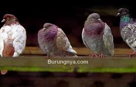 Maybe you would like to learn more about one of these? 15 Penyebab Dan Cara Mengobati Merpati Ngorok Atau Serak Burungnya Com