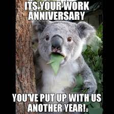 Here are most fabulous 40+ happy work anniversary meme for your partners, colleagues, employees or friends to make them. 40 Happy Work Anniversary Meme Funny Koala Koala Meme Memes