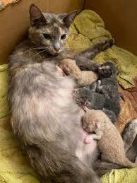 Pin On Cat Cuteness 6