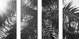 Aesthetic Black And White Cover Photos For Facebook Summer Palm Trees And Palms Resmi Twitter Header White Twitter Header Facebook Cover Images