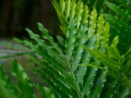 Image result for Filicium decipiens