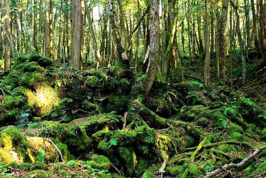 Trekking Experience of Aokigahara Sea Of Trees and Caves Exploration (with  Reviews)