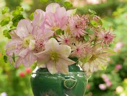 Check spelling or type a new query. Clematis Innocent Glance Gefullte Bluten In Einer Exquisiten Farbe