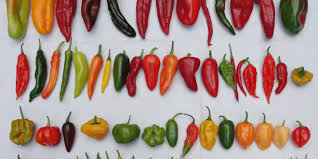 صور فلفل رمزيات فلفل الوان خلفيات فلفل ملون ميكساتك Stuffed Peppers Stuffed Mushrooms Stuffed Bell Peppers