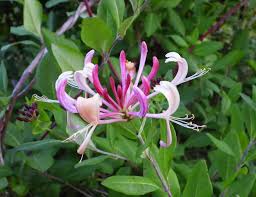 みんなの趣味の園芸