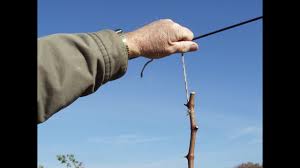 There is no limit to the size vines can grow. Tying Grapevines Part 4 Knots Used When Tying With Twine Grape Video 38 Youtube