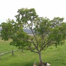 Image result for Dais cotinifolia