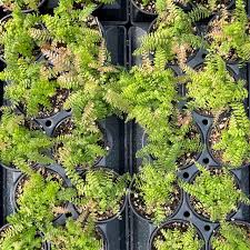 Image result for Adiantum hispidulum