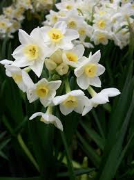 Buy Tazetta Daffodil Bulbs Narcissus Grand Primo Daffodil Bulbs Daffodils Narcissus