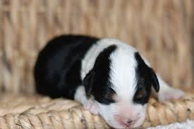 April 12, 2020 and there were 9 girls and 3 boys! Mini Bernedoodle Tri Male Rochester Hills Michigan