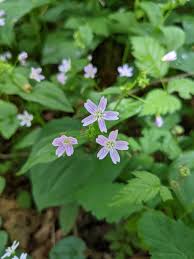 Image result for Sladeniaceae