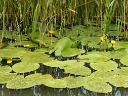 The hardy water lilies are grown in the and their. Nuphar Lutea Wikipedia