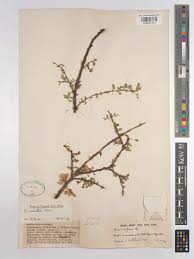 Image result for Ormocarpum kirkii