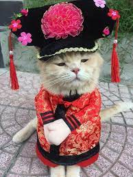 Meet The Cutest Fish Vendor In Vietnam Cute Cat Costumes Pet Holiday Cute Animal Photos