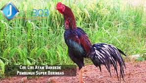 Pin Di Agen Sabung Ayam