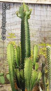 Image result for Euphorbia tholicola