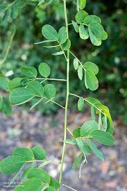 Image result for Senna bicapsularis