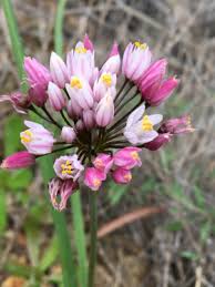 Image result for Cyrtanthus rhodesianus