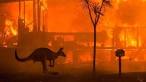VIDEO: Australia convertida en un infierno | Canguros huyen de las ...