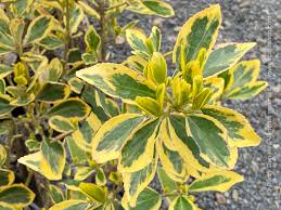 Euonymus japonicus bravo hedge hedges direct uk. Euonymus Japonicus Chollipo