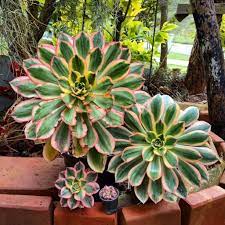 Aesthetic uses, beauty benefits, medicinal benefits, etc. 5 Main Benefits Of Succulents In Your Home Succulent City