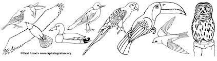 Pictures of the most beautiful birds for coloring: Bird Coloring Pages