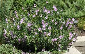 Image result for Barleria