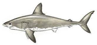 Below, you can see how i've brought the shark into view beginning with the angular parts, and then drawing the perimeter of the body after. How To Draw A Shark Step By Step Adobe
